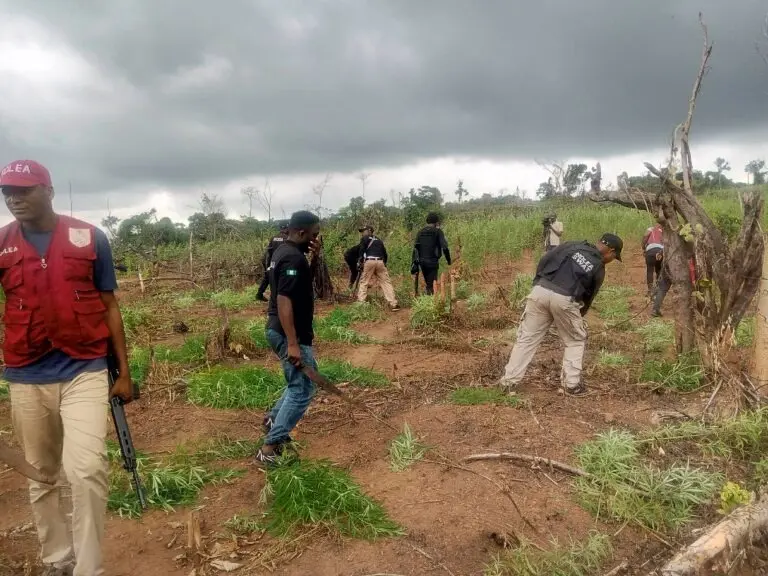 Edo NDLEA Burns Eight Hectares of Cannabis Farms