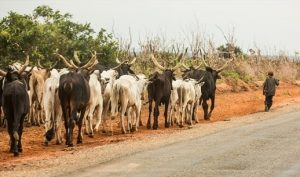 Fulani herdsman