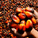 edo palm oil