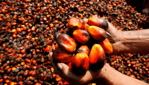 edo palm oil