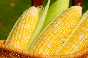 Genetically Modified (GM) crops