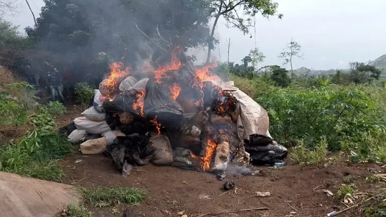 NDLEA Dismantles Massive Cannabis Farm in Edo, Seizes 18,000kg and Arrests Four Suspects