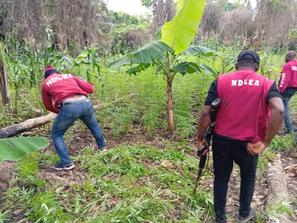 NDLEA destroys 3 cannabis farms in Edo
