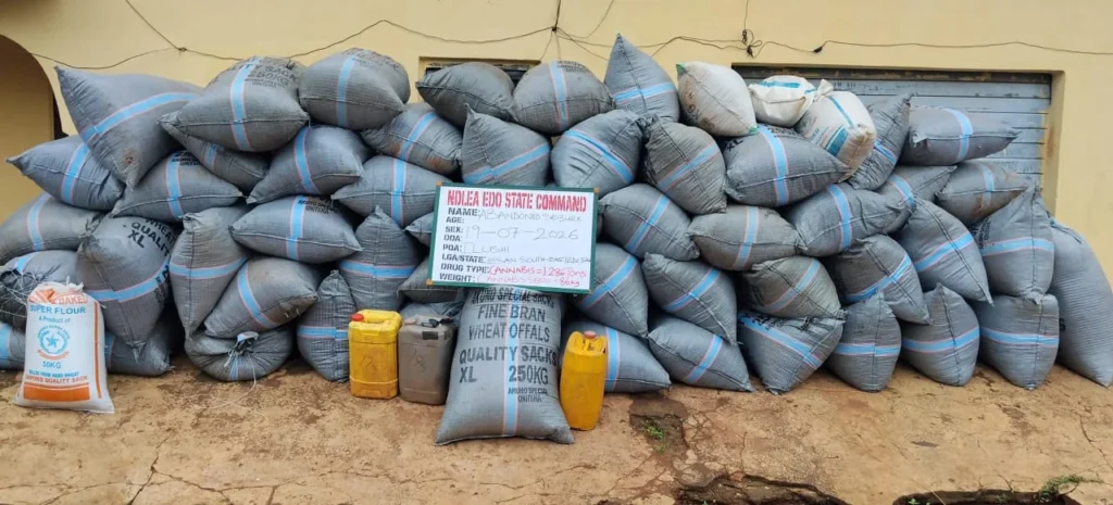 NDLEA Seizes 1,359kg of Cannabis in Major Raid on Drug Warehouse in Edo